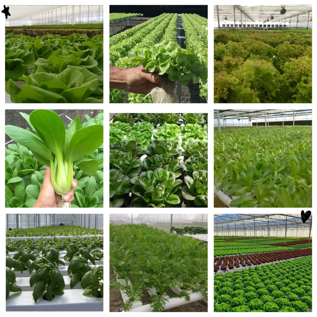 Hydroponics Garden Nft PVC Channel Growing System Hydroponics Eqiupment for Lettuce Leafy Greens