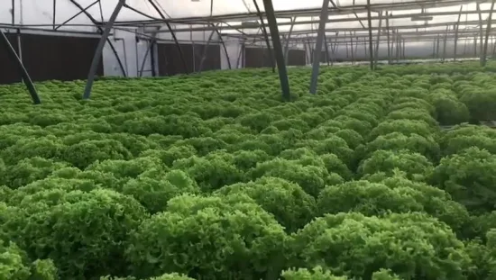 Sistemas de cultivo hidropônico de grau alimentício comercial livre de solo NFT para verduras folhosas